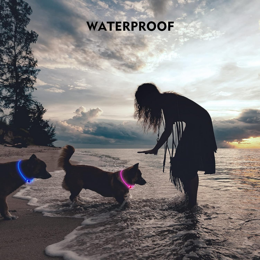 Rechargeable LED Dog Collar