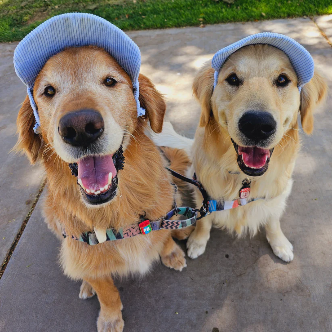 Dog Sun Hat