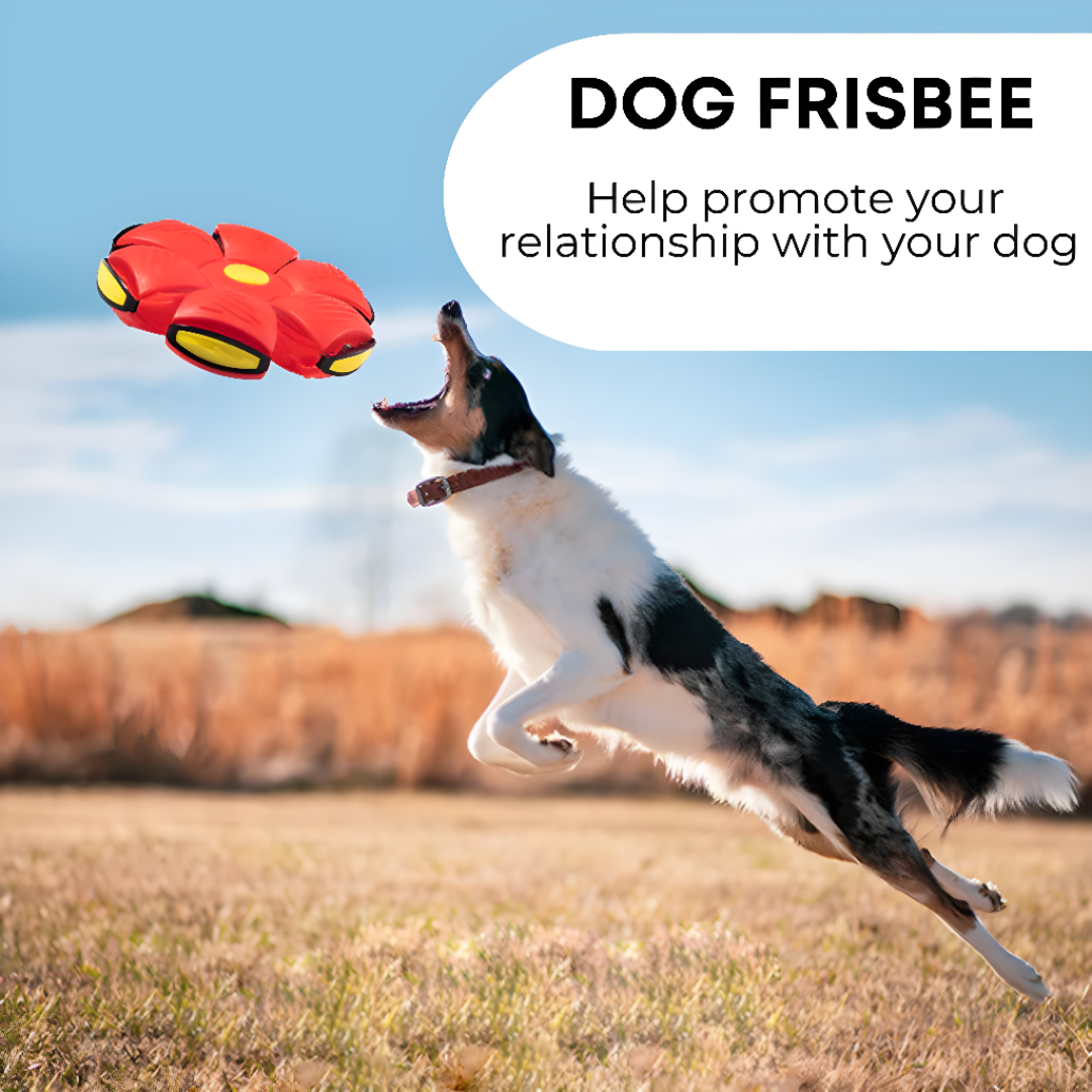 Dog Frisbee Ball