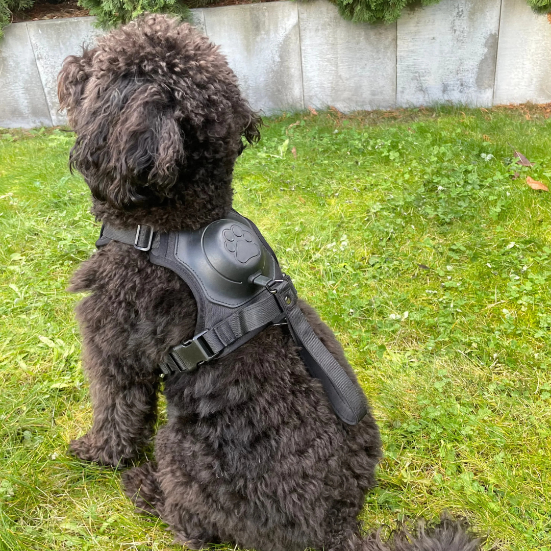 No-Pull Dog Harness with Leash